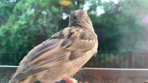 Finch baby fed by dad at feeder