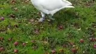 Cheeky Cockatoo Climbs All Over Car