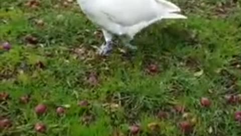 Cheeky Cockatoo Climbs All Over Car