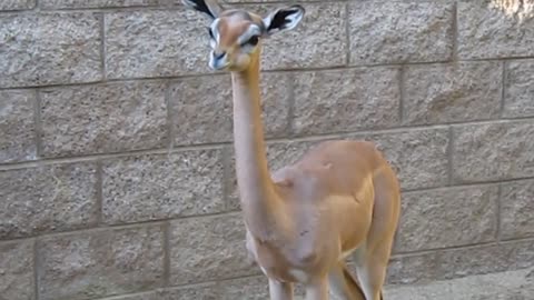 CUTE ANTELOPE CHEWS FOOD!!