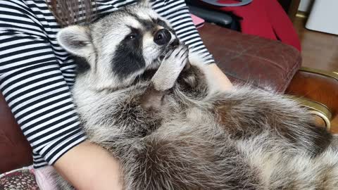 Raccoon's sitting on mom's lap, straightening his beard.