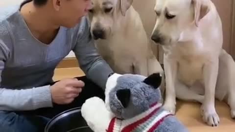 Amazing Smart Dogs Make Me Laugh and Cry