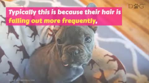 What Is The Difference Between Dog Fur & Dog Hair? let me show you