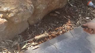 Face to Face with an Eastern Brown Snake