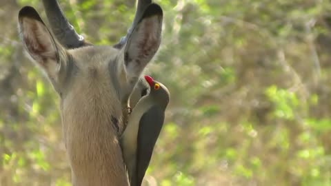 Do Vampire-like, Red-billed Oxpeckers Attack Giraffes Or Hippos?