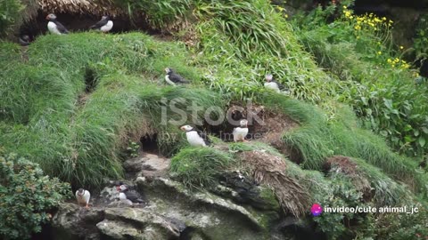 Up Close with Puffins: Adorable Birds of the Northern Seas