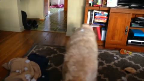 Dog tears up a doll and ends up leaving the room a mess