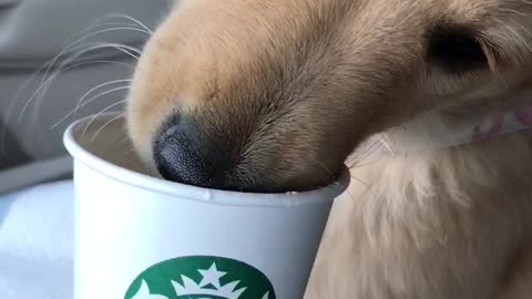 Golden retriever puppy’s first puppuccino