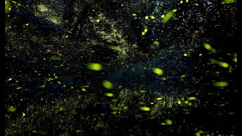The Firefly Time-Lapse