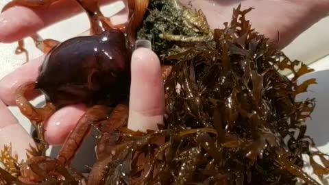Girl finds Baby Octopus !