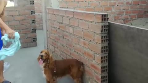 Perro salta y juega con su dueño