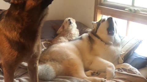 Trio of dogs put on epic howling performance