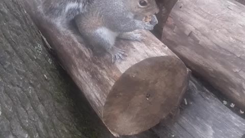 Brownie Visits for Treat