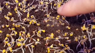 Beginners guide to microgreens germination update