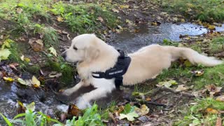 Golden Retriever and German Shepherd Puppy in the Forest for the First Time!