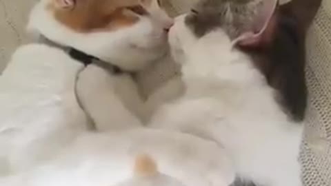 We are best friends - Cat love cat