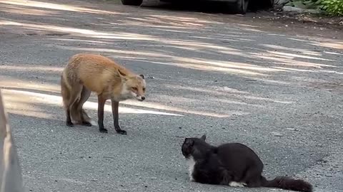 Who wins?? Cat VS Fox