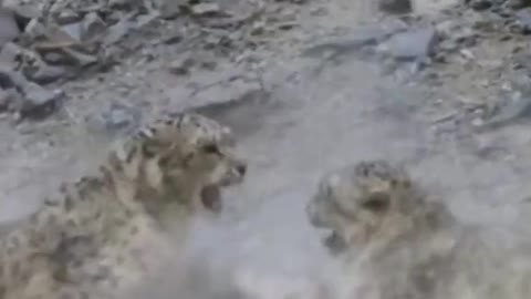 Endangered Snow Leopards fight!