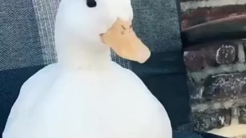 Cute Duck 😍