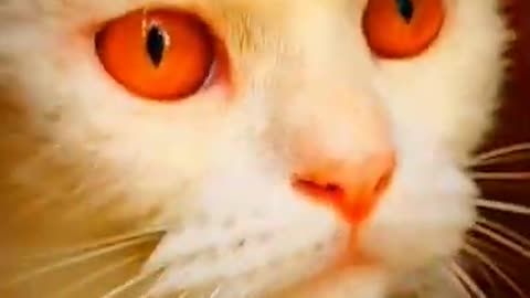 The Funniest Cat Videos on the Internet 🤣🐱