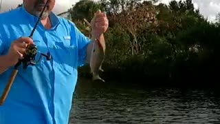 Fishing for Mangrove snapper inshore