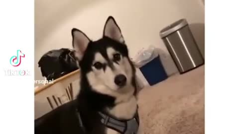 Viral Singing Husky Catches perfect Pitch