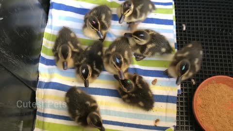 Tube-feeding baby ducklings 🦆
