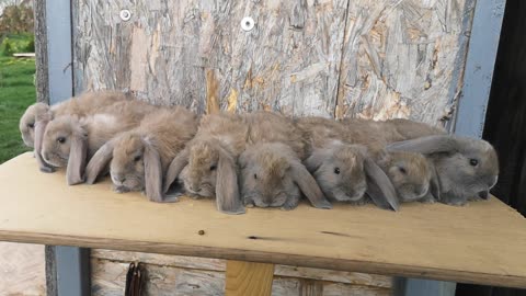 Little rabbits stand at attention