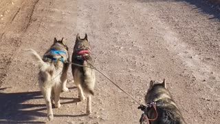 Loki's Debut Run with the Big Dogs Pt 3
