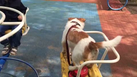 Dog casually enjoys ride on a carousel