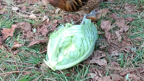 Chickens eating cabbage Golden hen