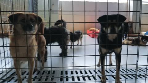 Gimbal steadicam shot of sad dogs in shelter behind fence waiting to be rescued