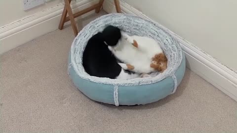 Cats Fight Over Bed Compilation