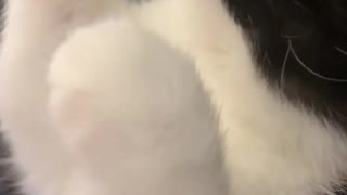 8 week old kitten says hi