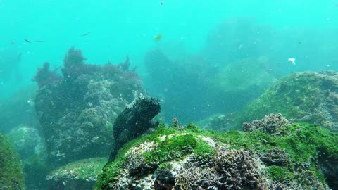 These diving marine iguanas look like a prehistoric Aquaman!