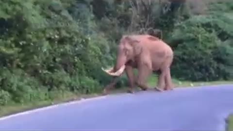Munnar wild animal elephant- Part 11 🐘 pls subscribe