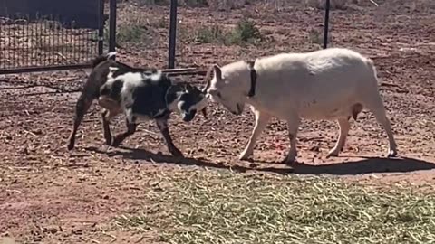 Headbutts of Love: Tulip and Dolly's Family Feud at H5 Ranch