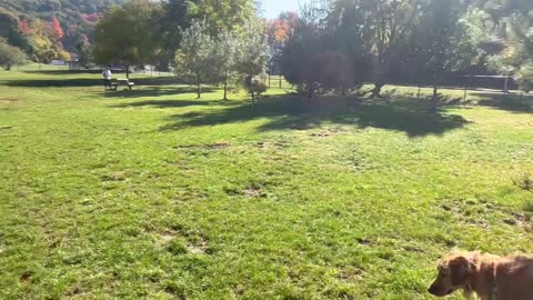 Samwise at the dog park