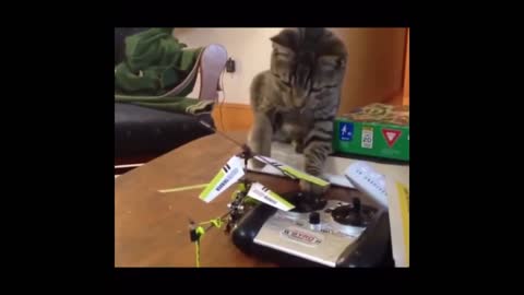 Cat vs helicopter