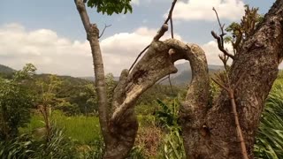 Snake shape tree