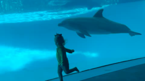 Little Girl Races Dolphin at the Aquarium