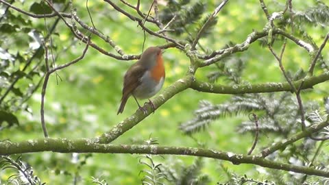 #BirdSongBasics - Robin and Blackbird 1