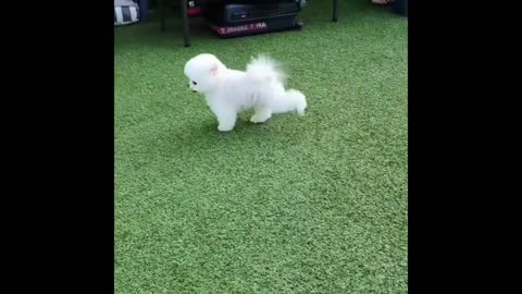 Funny and Cute Pomeranian Puppies