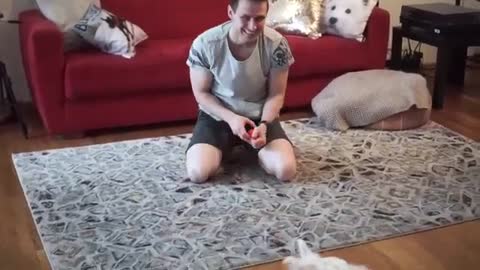 [STAY AT HOME] WESTIE PUPPY GETS TO PLAY WITH HIS HOOMAN | DWESTIE THE WESTIE