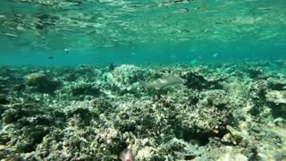 Beautiful underwater view