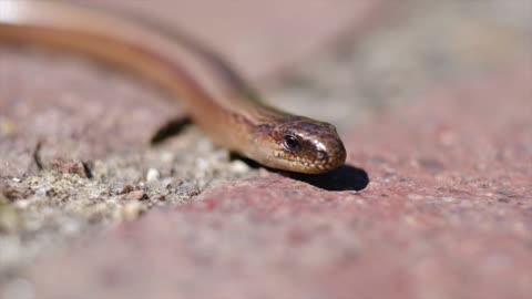 Snake | Reptile |