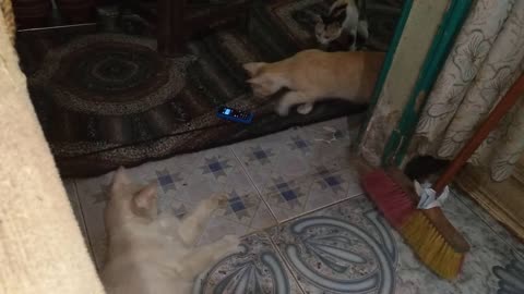 funny kittens Try to recognize the cat's voice ringtone