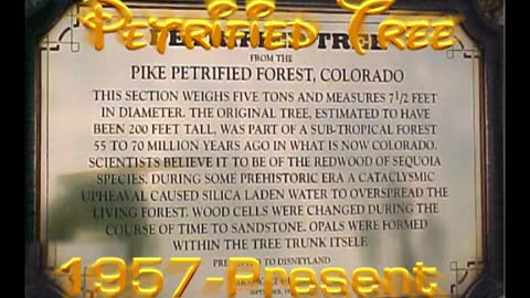 Petrified Tree--Disneyland History--1950's--TMS-617