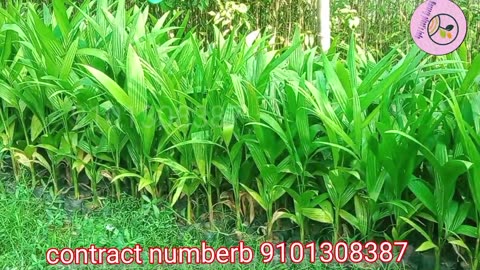 Hybrid Sumangala Arecanuthttps://youtube.com/@Nurseryplant's info | hybrid supari