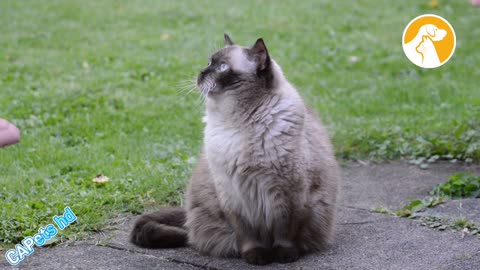 Cat British Shorthair